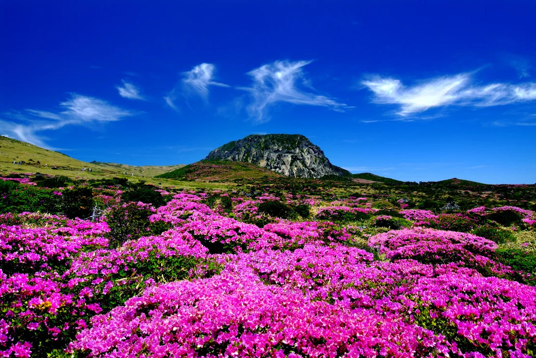 WHAT TO DO IN JEJU ISLAND