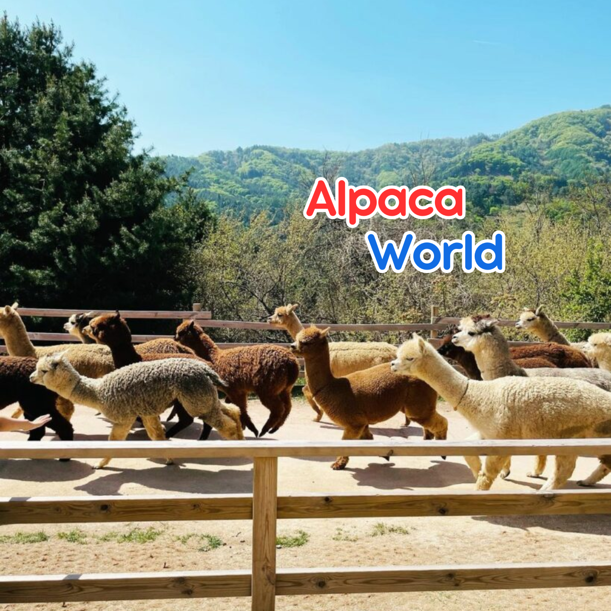 Alpaca World