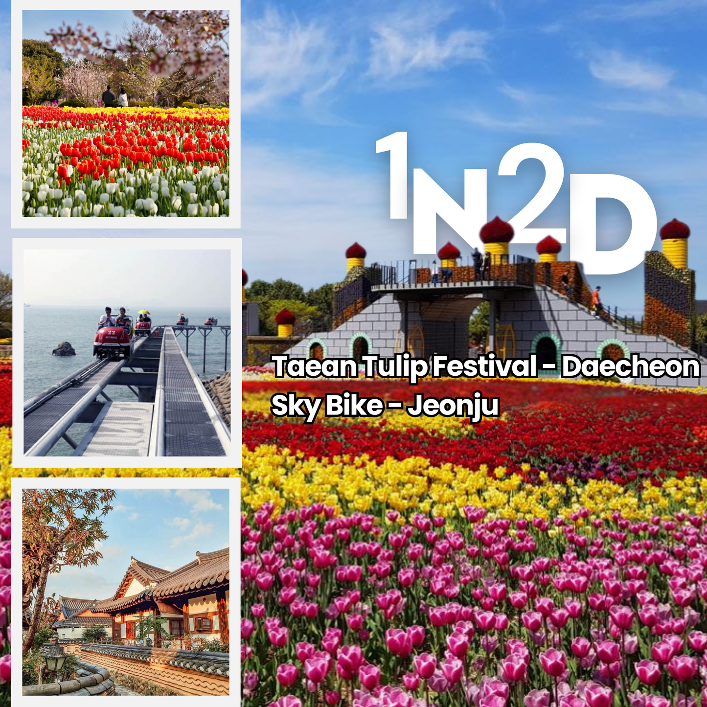 AGENT - 1N2D TAEAN TULIP FESTIVAL -DAECHON SKYBIKE - JEONJU