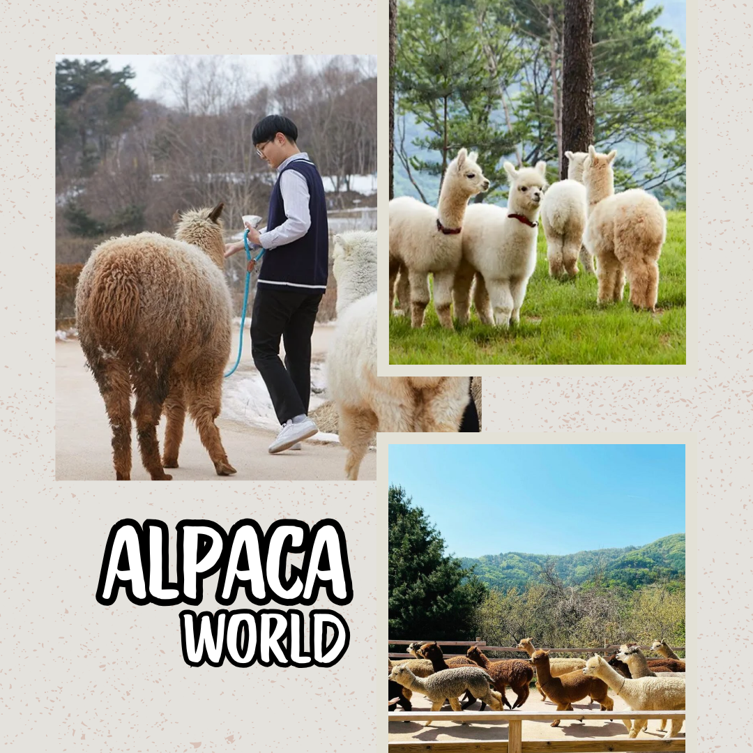 AGEN - Seoul - Petite France - Pulau Nami - Morning Calm - Sepeda Rel - Alpaca