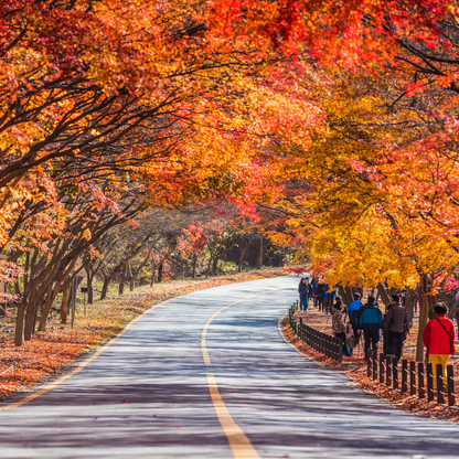 6N7D BEST AUTUMN KOREA