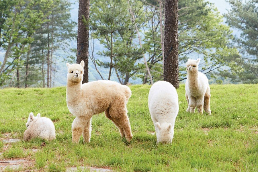 Alpaca World