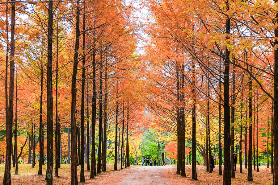 Nami Island