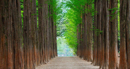 Seoul - Mt. Sorak - Nami Island - Seoul